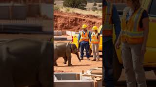 Construction Workers Rescue Elephant From Danger