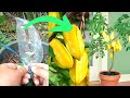 How to grafting star fruit tree diy grafting star fruit plant techniques easy and grow