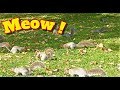 Cat Games 🐿 CATCH that Squirrel