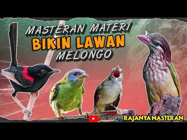 MATERI BIKIN LAWAN MELONGO || BURUNG MASTERAN TEMBAKAN KASAR DAN RAPAT - SUPER MEWAH class=