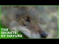 Dcouvrir le comportement animal 33  les secrets de la nature