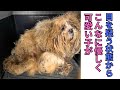 【112】重い被毛から現れた優しく可愛い子達に感涙⭐️酷い過去を捨て大きな幸せを掴みました㊗️