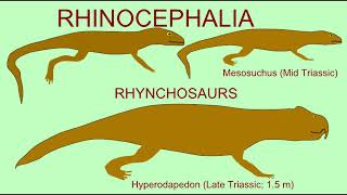 amniote diversity 2: lepidosaur diapsids