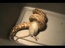 Blood Python Eats Large Rat Part 1/2