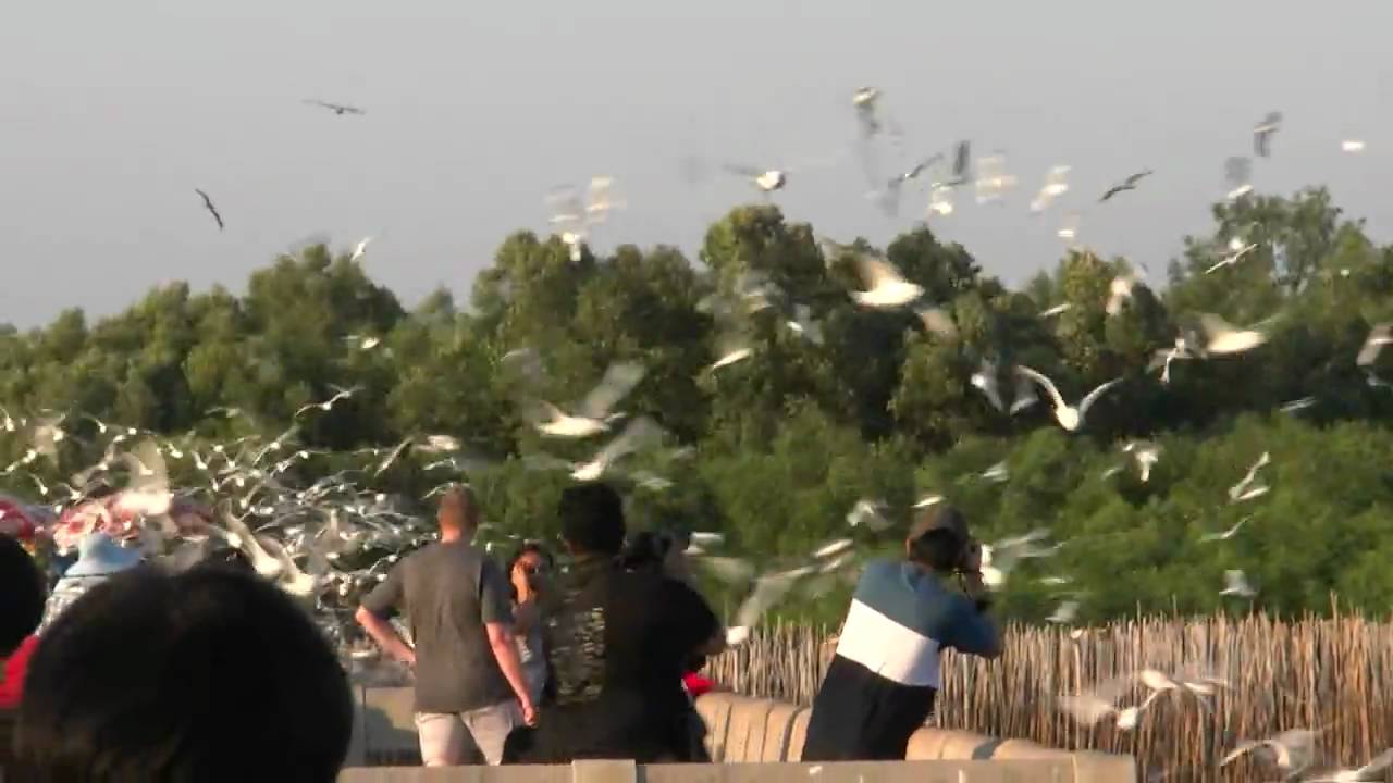 See Seagull at Bangpoo