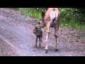Doe and Newborn Baby Fawn.MTS