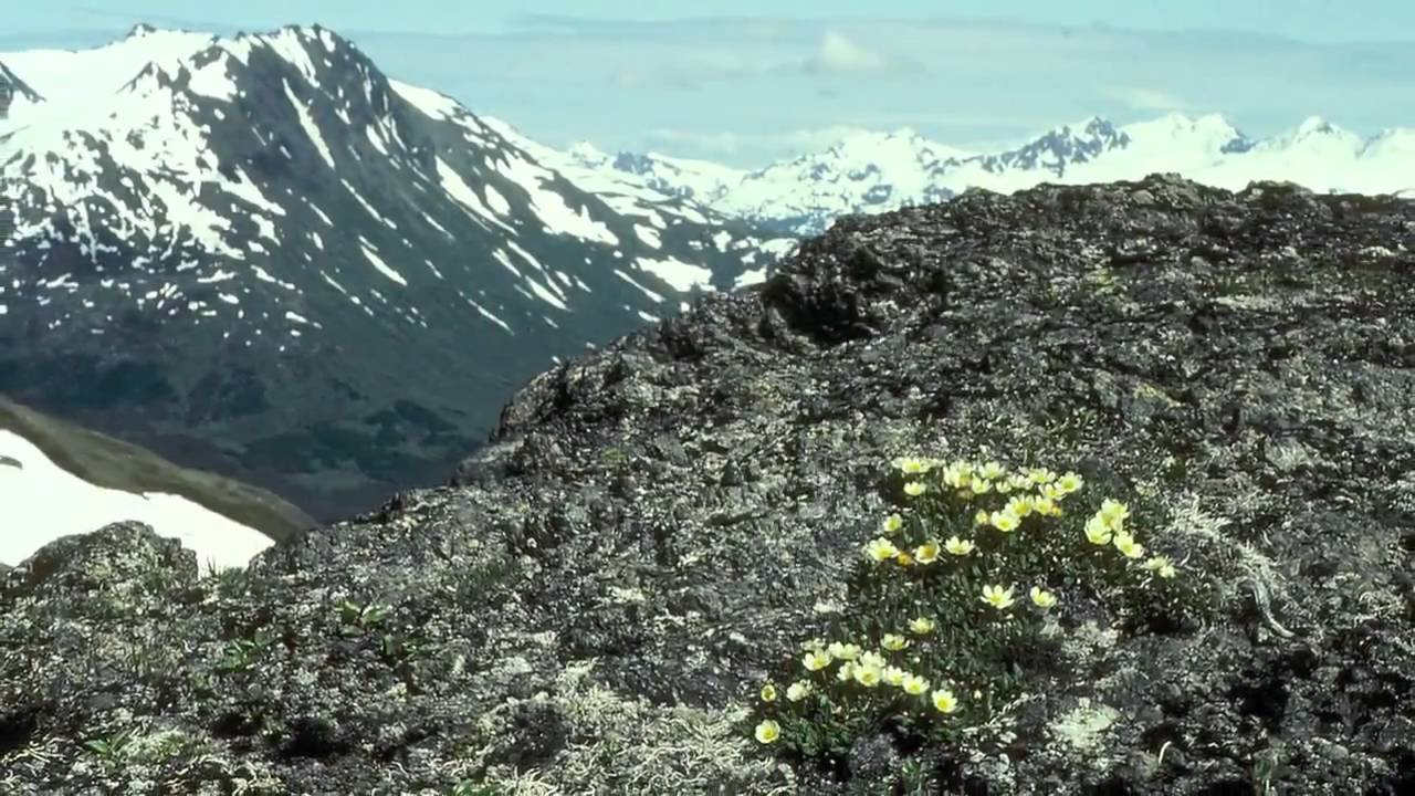 tundra ecosystem