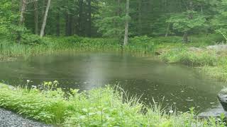 Pollen Vanishes in Rain in Pond Time Lapse