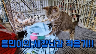 Paraplegic cat Heung-min's new toy adaptation period!!