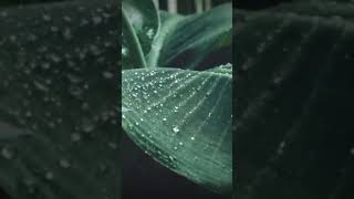 #красивая_музыка_без_слов природа# YouTube
