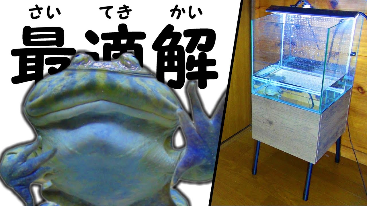 バジェットガエル飼育セット いきもの大図鑑レプティ バジェットガエルとツノガエル | ナムコ
