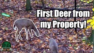 DEER ATE EVERYTHING! I Declared War! Urban Deer Hunting by Weekend Woodsmen 1,180 views 7 months ago 3 minutes, 17 seconds