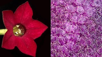 Hold on to the petal! (with music and subtitles in English and Spanish)