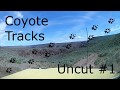 UNCUT - Coyote Tracks #1