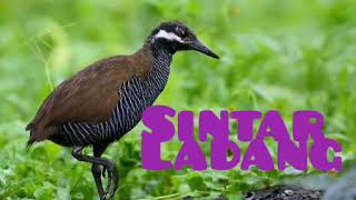 Suara pikat burung Sintar Ladang atau Sintar hutan suara jernih dan bersih di jamin mantap