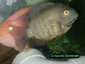 Turquoise Severum & Blood Parrots #southamericancichlids in my #freshwaterfish #communitytank