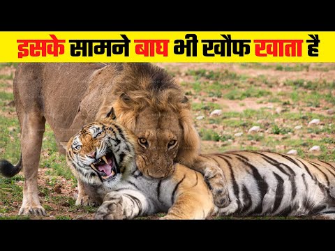 वीडियो: साइमन कॉवेल अपने बेबी बॉय का एक और फोटो साझा करता है