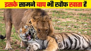 इसके सामने बाघ भी खौफ खाता है | Animals That Can Defeat Tiger