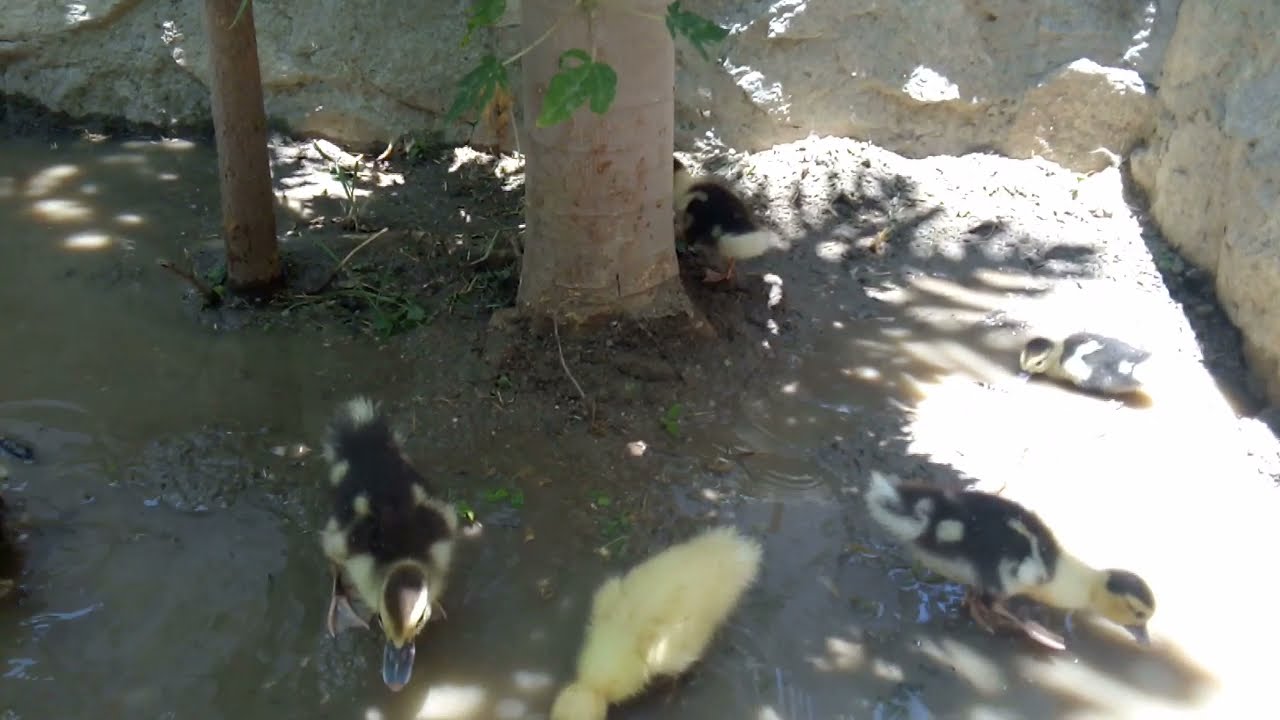 Patitos muscovy (Criollos)