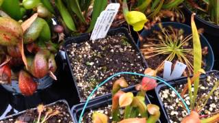 Venus Fly Trap Winter Care Guide & Cold growing Carnivores / Temperate Carnivorous Plant Update