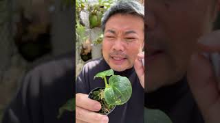 アンスリウムにつく害虫 アザミウマ