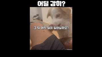 주인의 다리에 붙은 파리를 본 댕댕이의 행동은? #shorts