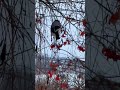 Одинокий снегирь 14.02.2026