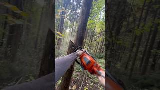 #logger #lumberjack #husqvarna