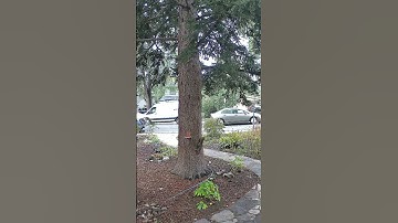 Squirrels at the big tree doing squirrel things #squirrels