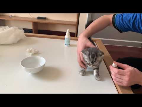 Video Mèo con bị chảy nước mắt xổ mũi và cách chữa khỏi... - youtube