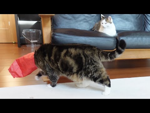 パトロール中に乗り物を使うねこ。-Maru uses the push cart on patrol.-