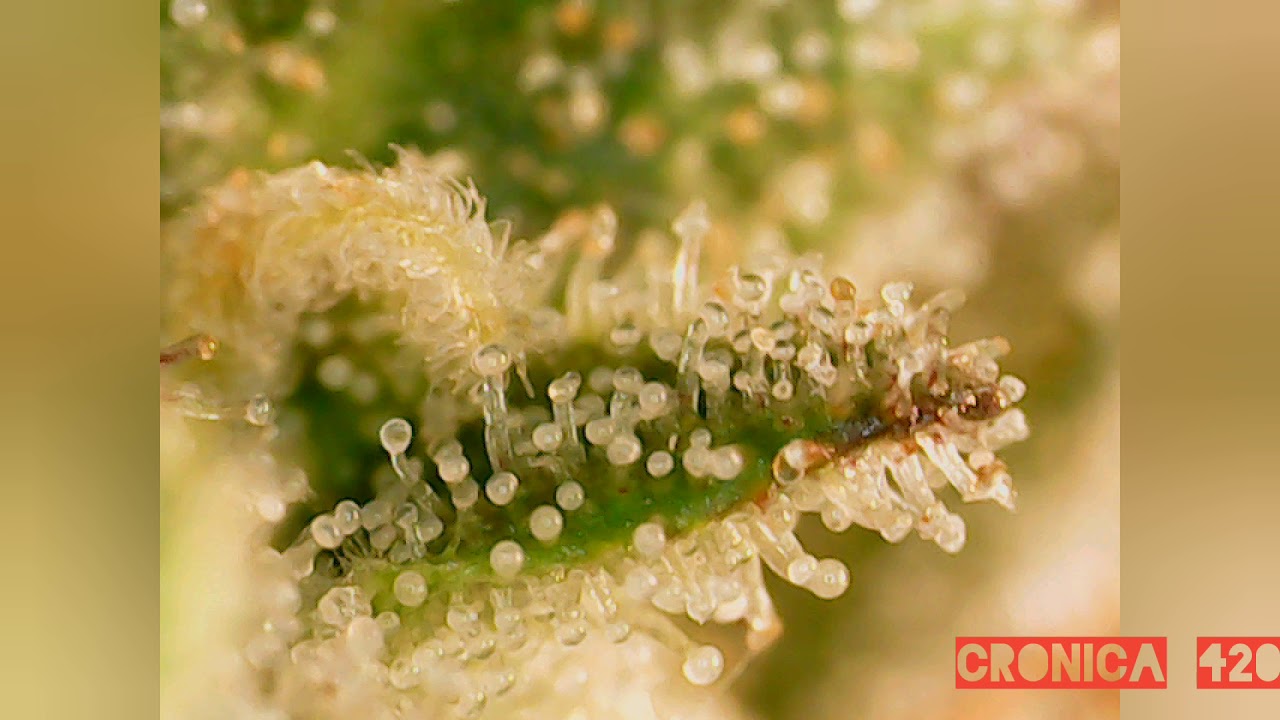 MARS HYDRO TSW-2000 FAST BUDS GELATO X4/BLACKBERRY X4 SONOMA SEEDS PURPLE KUSH  X1 GROW JOURNAL