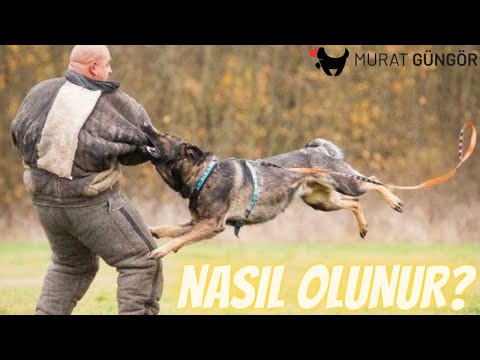 Video: Birini Size Tekrar Güvenmeye Nasıl İkna Edebilirsiniz?