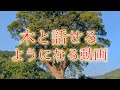【木はお話しできる!】解決!となりの怪事件・木と話してみたいご依頼主の願いを叶えます.ᐟSP