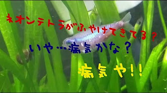 熱帯魚 病気 写真まとめ Youtube