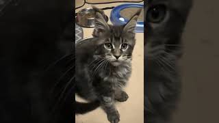 Maine Coon Kittens, Kittens Purring, Olivia’s 9 week old Kittens