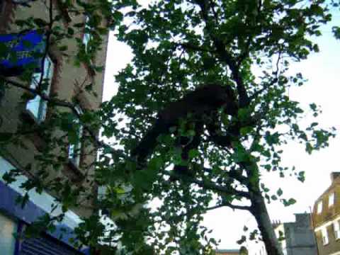 CrackHead in A Tree in Peckham ( simple jackson tv )