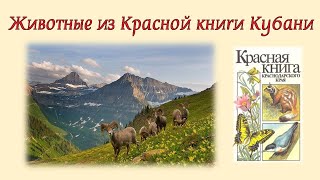 Животные из Красной книги Кубани