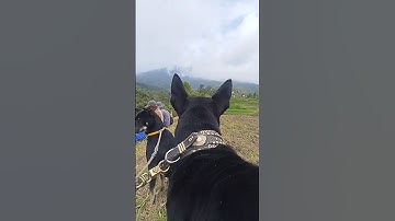 #doglover #doghunter #nature #huntingdog #dog #animals #shorts #shortvideo