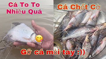 Giăng lưới mùa nước nổi gỡ cá to | Casting nets in flood season | Tân Vlog