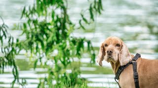 Introducing Your Bloodhound to Other Pets  Tips and Guidelines