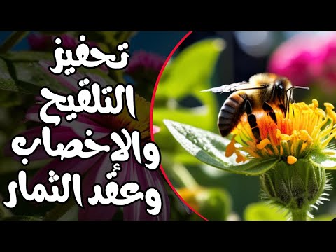 محلول سماد عضوى مهم في عملية تلقيح الأزهار وعقد الثمار واستطالة النبات عنصر الزنك