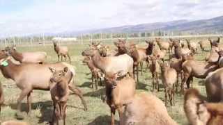 Teton Mountain Ranch