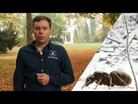 Video: Wie Ameisen überwintern