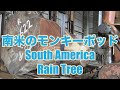 南米のモンキーポッド  ・ South America   Rain Tree