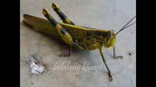 belalang kunyit/locust (picture only)