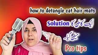 how to groom a cat with matted hair | persian cat grooming | Daily grooming tips