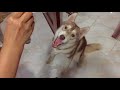 DOGS EATING TREATS IN SLOW MOTION!!!