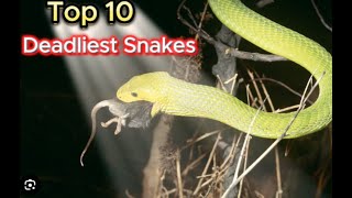 Killer Instincts: The Top 10 Venomous Snakes and Their Deadly Powers 🐍⚡