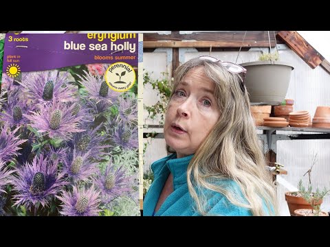 Vídeo: Flores de azevinho do mar - Informações sobre o cultivo de plantas de eryngium